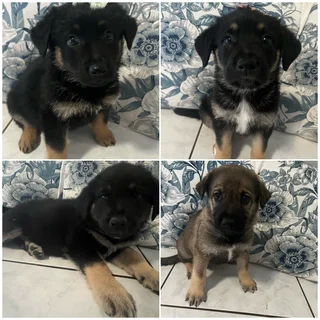 Golden Shepherd Puppies