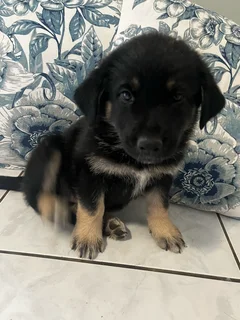 Golden Shepherd Puppies