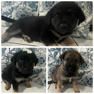 Beautiful Golden Shepherd Puppies