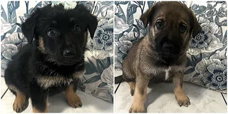 Beautiful Golden Shepherd Puppies
