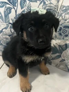 Beautiful Female Golden Shepherd Puppy
