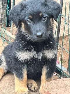 Beautiful Female Golden Shepherd Puppy