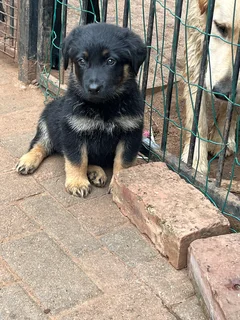 Beautiful Female Golden Shepherd Puppy