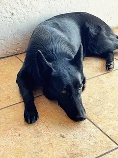 Beautiful Female Golden Shepherd Puppy