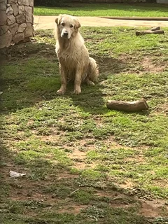 Beautiful Female Golden Shepherd Puppy