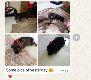 Beautiful Female Golden Shepherd Puppy