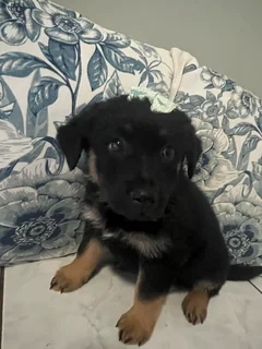 Beautiful Golden Shepherd Puppy