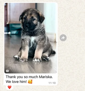 Beautiful Golden Shepherd Puppy