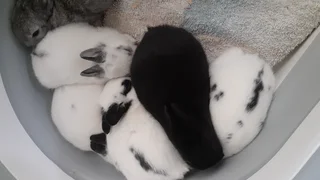 Bunnies for sale