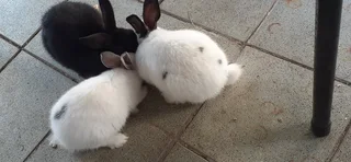 Bunnies for sale