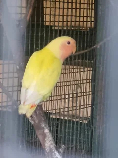 Redfaced Latino lovebirds