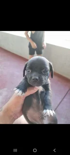 Jack russel/ Pug Puppies