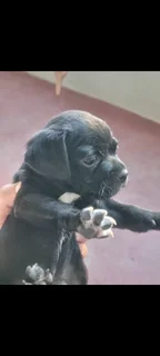 Jack russel/ Pug Puppies