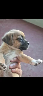 Jack russel/ Pug Puppies