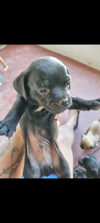 Jack russel/ Pug Puppies