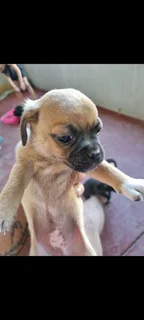 Jack russel/ Pug Puppies