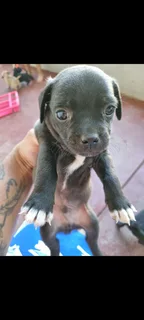 Jack russel/ Pug Puppies