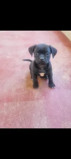 Jack Russel/Pug Puppies