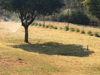 Security Barrier / Fence - Agave sisalana Perrine Bulbils plants -