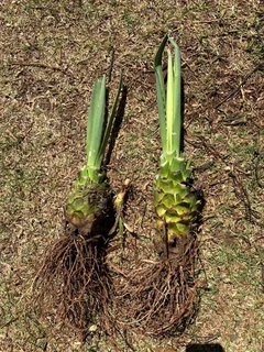 Security Barrier / Fence - Agave sisalana Perrine Bulbils plants -