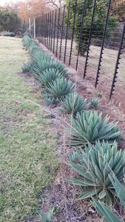 Security Barrier / Fence - Agave sisalana Perrine Bulbils plants -