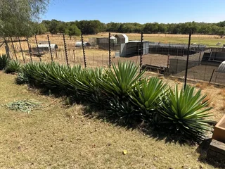 Security Barrier / Fence - Agave sisalana Perrine Bulbils plants -