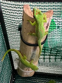 Madagascan Day Gecko&#39;s