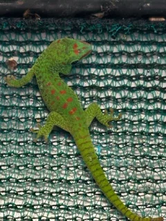 Madagascan Day Gecko&#39;s