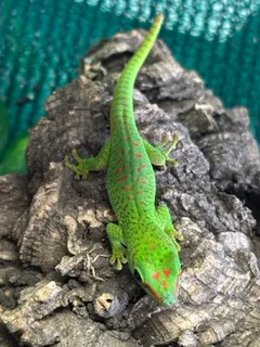 Madagascan Day Gecko's