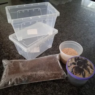 Tarantula&#39;s - Ad posted by Charlotte van Heerden