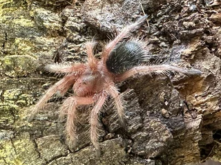 Tarantula&#39;s - Ad posted by Charlotte van Heerden