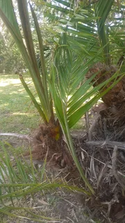 Palm tree pupps selling for R 200 each.