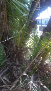 Palm tree pupps selling for R 200 each.