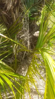 Palm tree pupps selling for R 200 each.