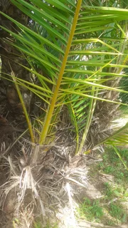 Palm tree pupps selling for R 200 each.