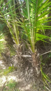 Palm tree pupps selling for R 200 each.