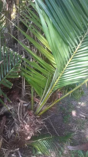 Palm tree pupps selling for R 200 each.