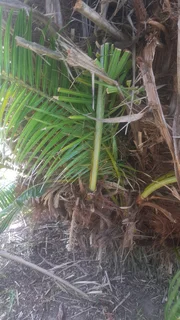 Palm tree pupps selling for R 200 each.