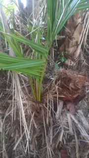 Palm tree pupps selling for R 200 each.