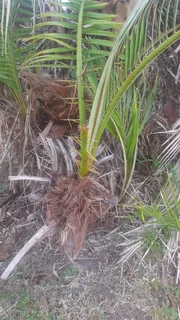 Palm tree pupps selling for R 200 each.