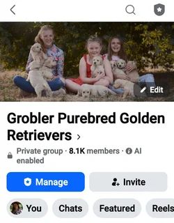 Golden Retriever pups