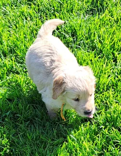 Golden Retriever pups