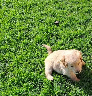 Golden Retriever pups