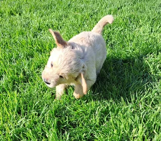 Golden Retriever pups