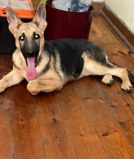 Female German Shepherd Puppy