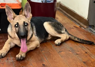 Female German Shepherd Puppy