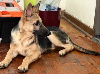Female German Shepherd Puppy