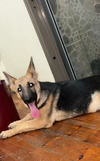 Female German Shepherd Puppy