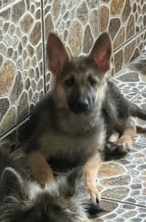Female German Shepherd Puppy