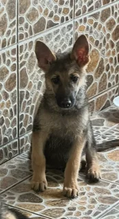 Female German Shepherd Puppy